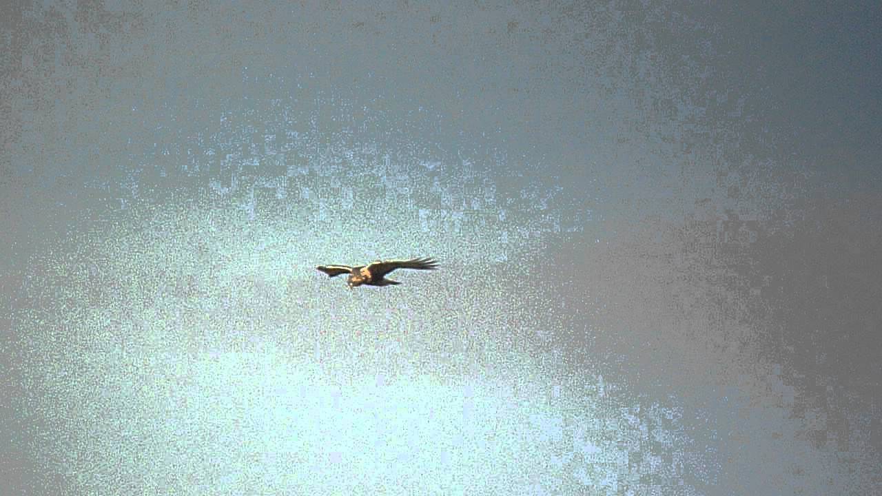 Rough-legged Buzzard, Sleddale