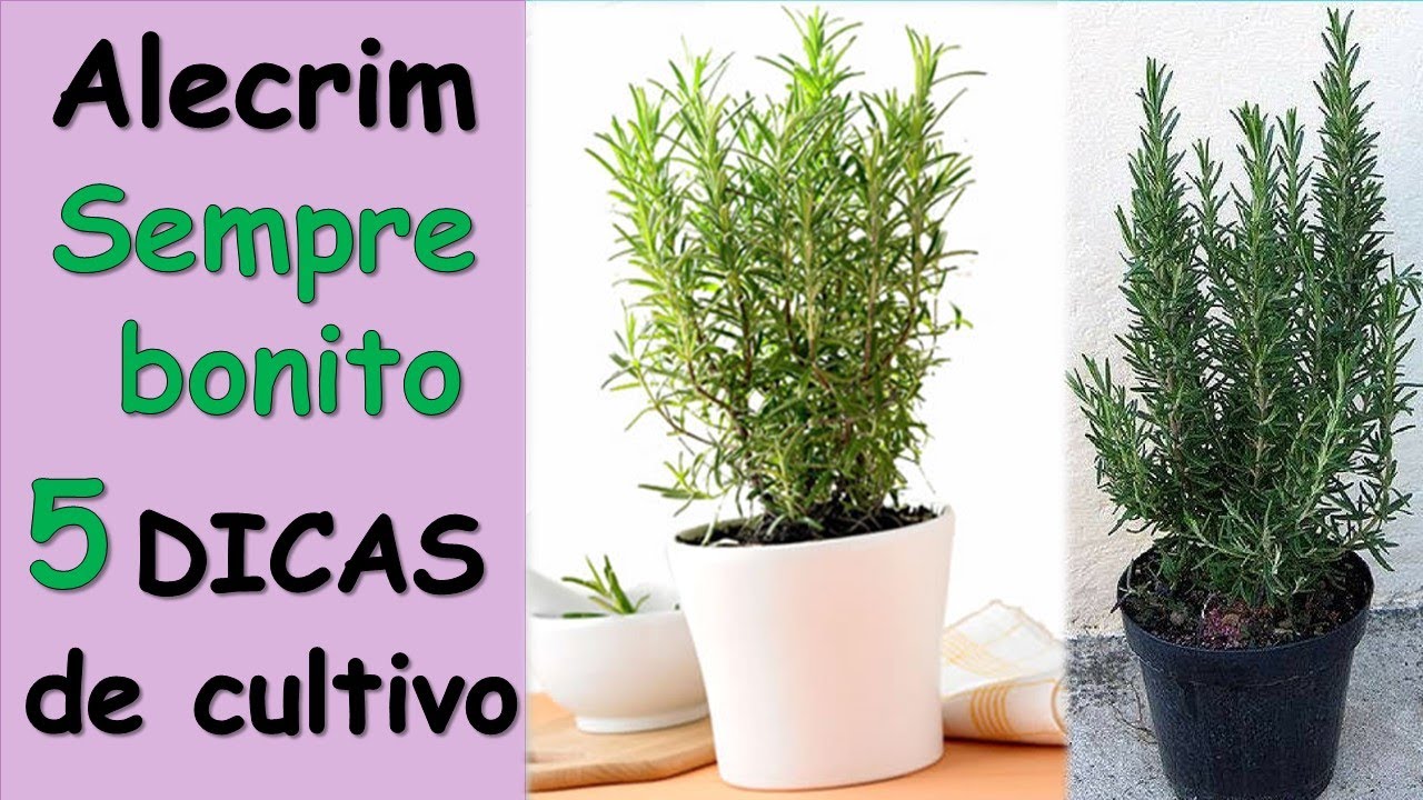 Como cuidar do alecrim em casa e manter sempre bonito (5 dicas infal&iacute;veis)