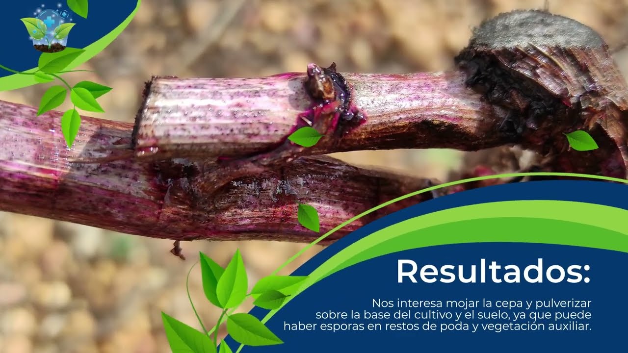 AGRO ENHANCER Mn - Mezcla líquida de micronutrientes Mn / Zn - Abono CE