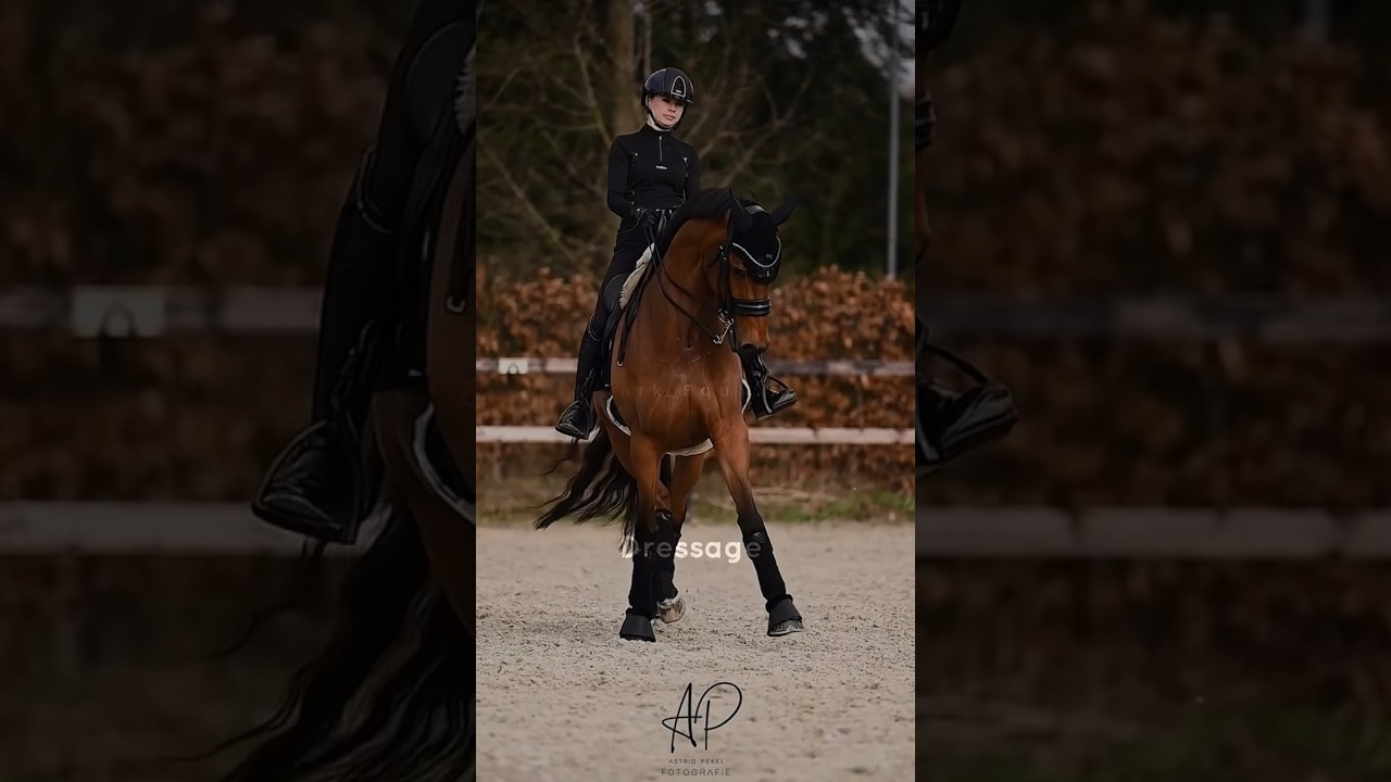 Mare power✨ #dressage #warmblood #bay #grandprixhorses #broke #equestrianvibes #trending #viral