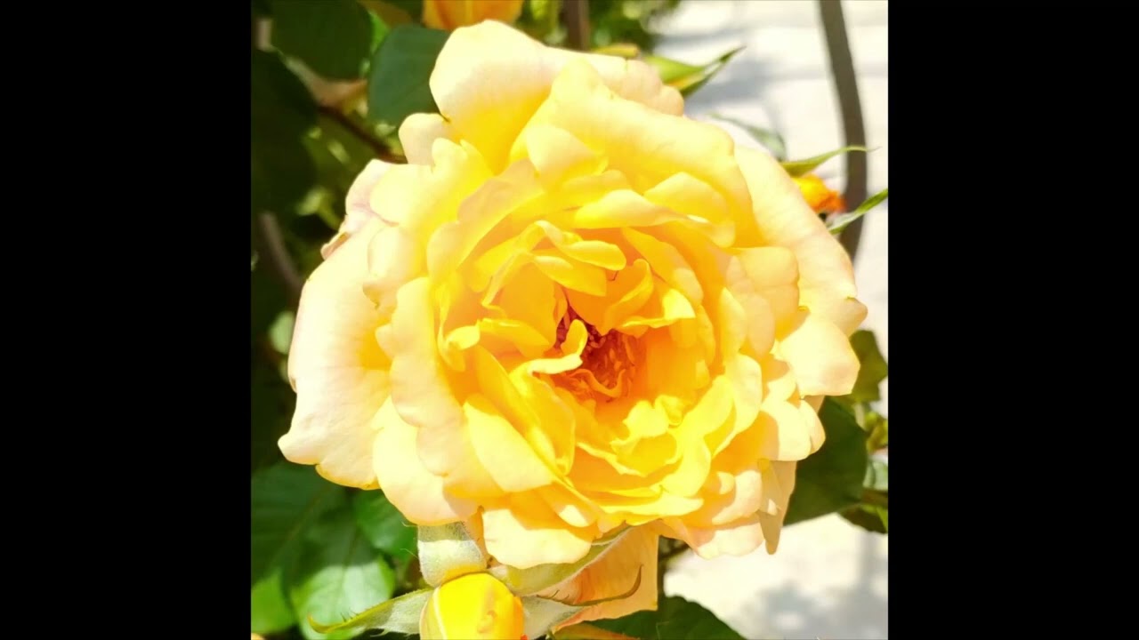 CHARACTER and VIRTUES: a WAY of LIFE
