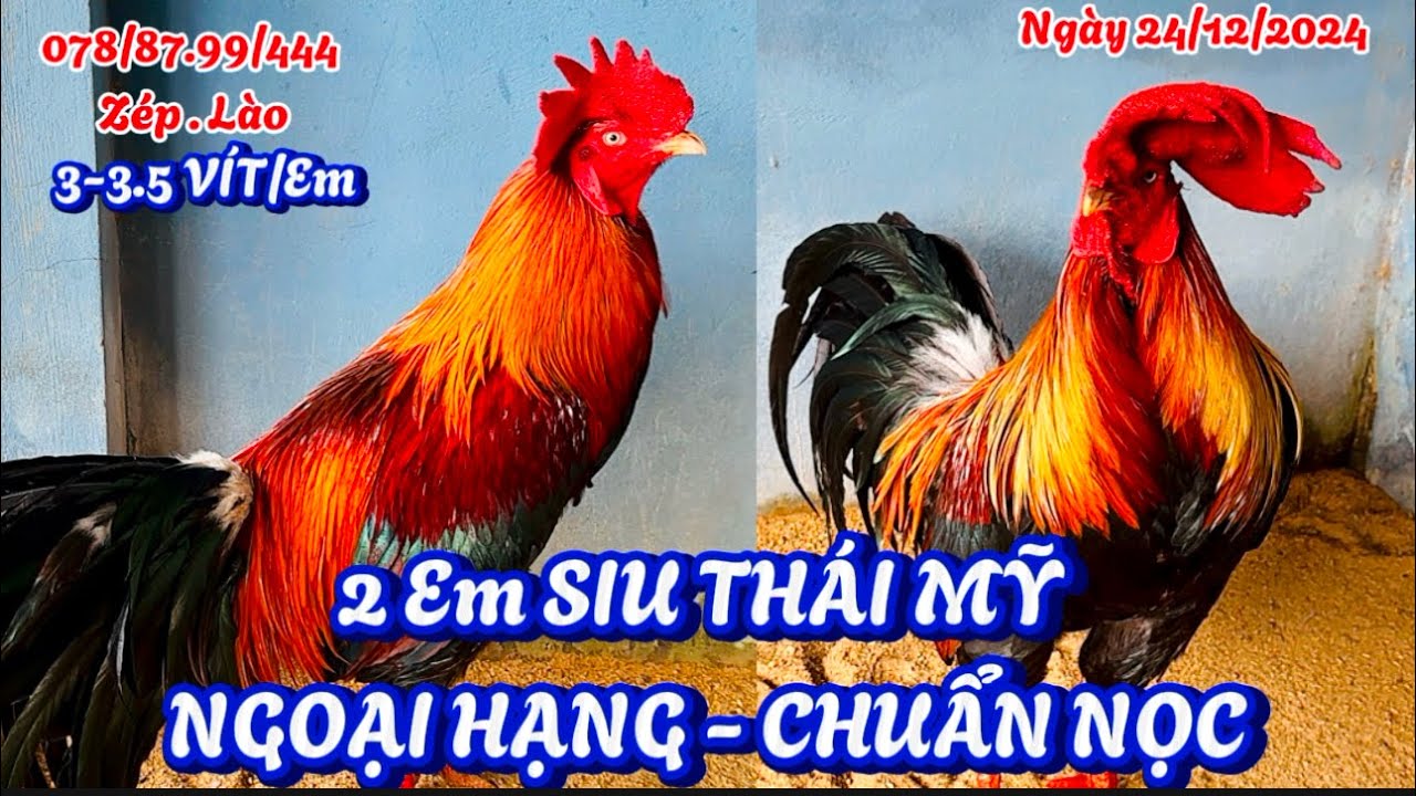 Hàng Khủng - Cặp Gà 4kg6 - Siêu Thái Mỹ || Ngày 24/12/2024 || 0788.799444 Trại Gà Hoàng Nguyên
