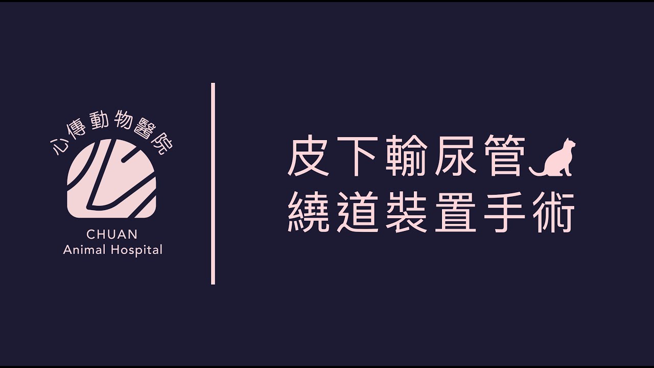 【 心傳毛孩故事】尿不出來怎麼辦？貓星人輸尿阻塞救命術!!