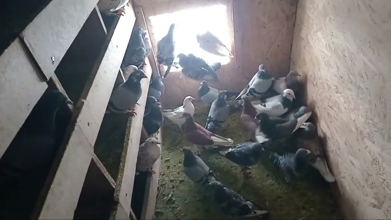 Vlog cu amimalele si porumbei .🐇🐔🦃🕊🦆