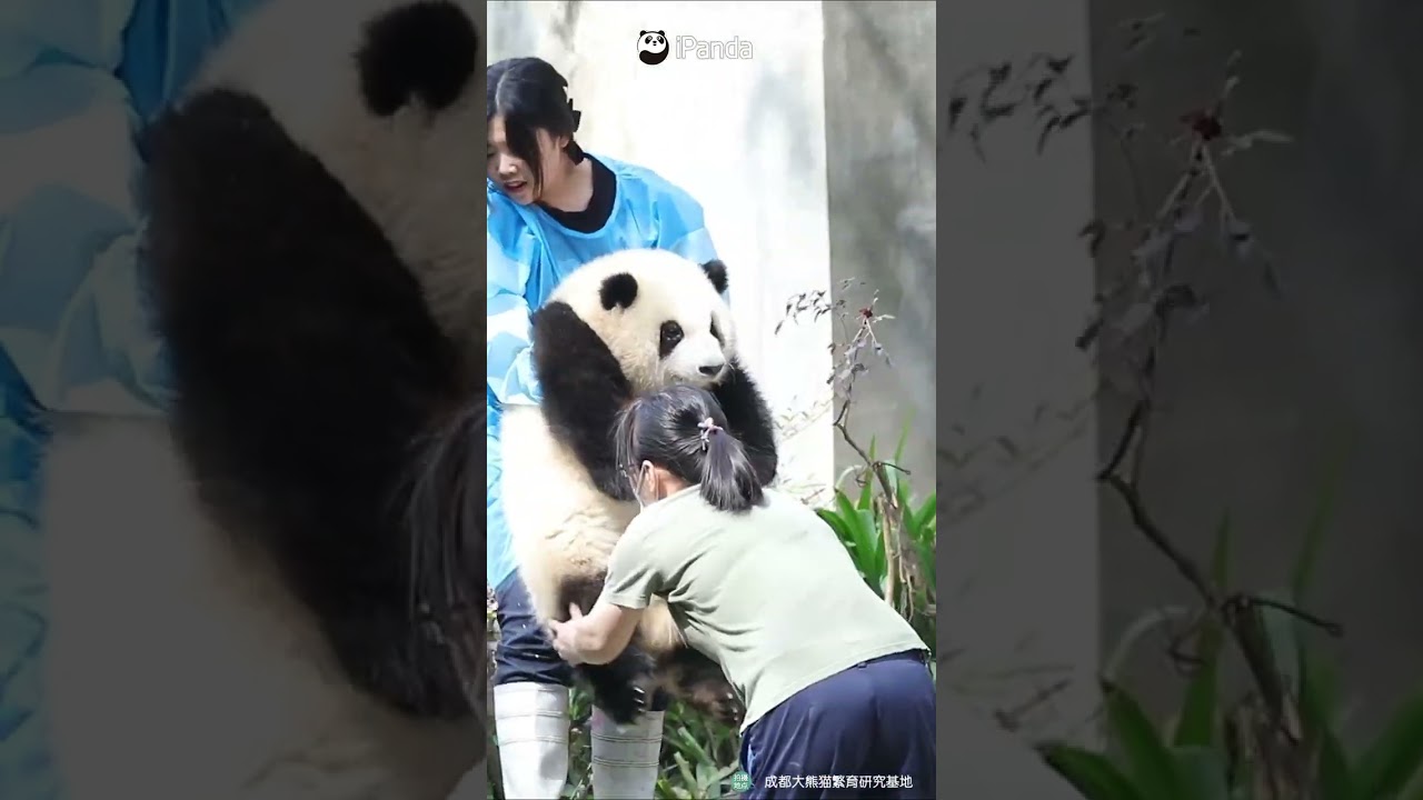 Panda He Hua: For The Record, I&rsquo;m Not That Heavy | iPanda #shorts