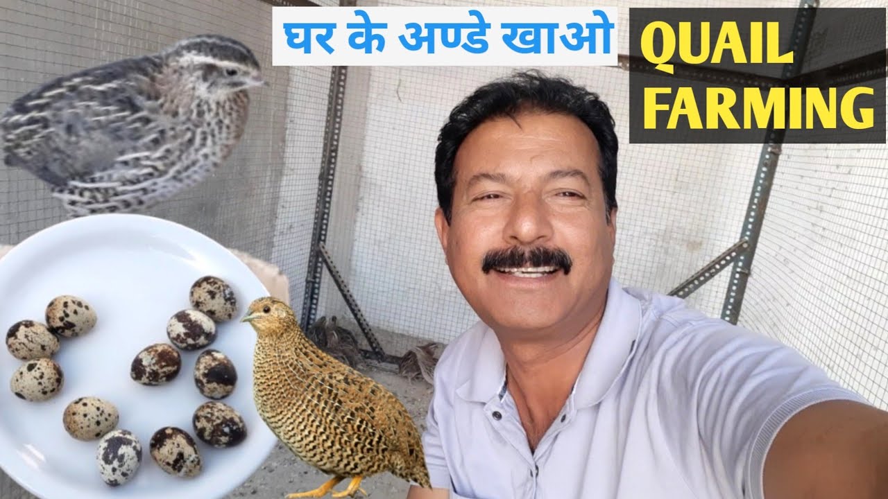 बटेर पालन से कम समय में अच्छा मुनाफ़ा | bater farming in India | quail farming