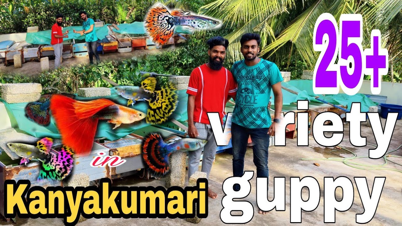எங்க வீட்டு GUPPY-Farm | vlog-7 | 25+ variety guppy | Kanyakumari guppy | Ajin | @manvspets
