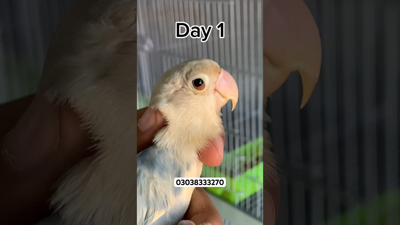 Eye infection treatment in just three days👍 #shorts#viral#business#birds#chicks#infection#disease