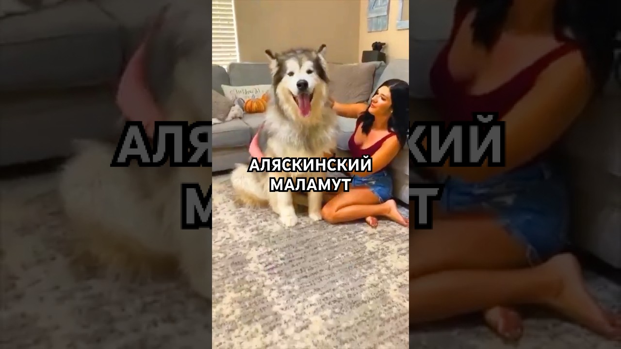 Собака, которая выглядит как северный волк и тащит даже твой плохой день вперёд 🐺❄️ #маламут