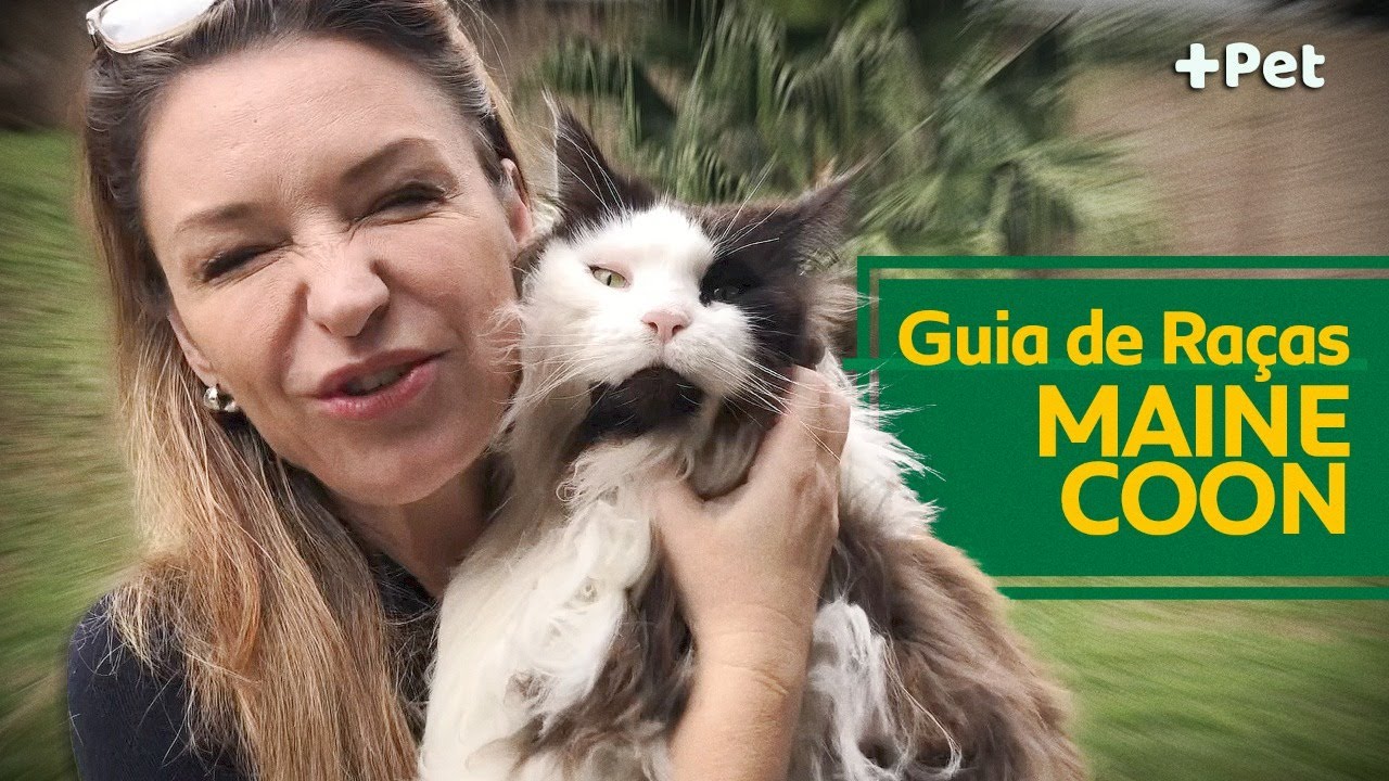 MAINE COON UM GATO MUITO DIFÍCIL DE CRIAR?! | CANAL MAIS PET