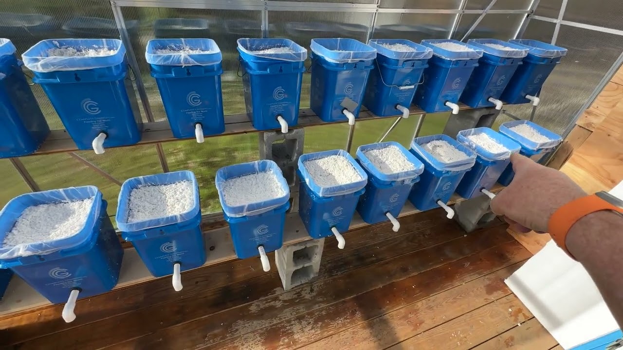 Adding Perlite to the Dutch Buckets