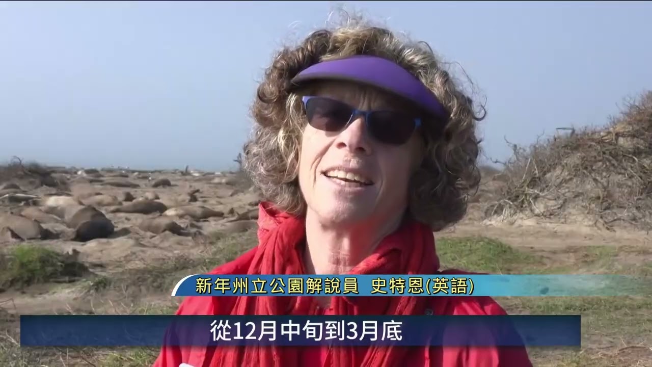 加州象鼻海豹繁殖季 吸引萬名遊客 | 20260213 公視手語新聞
