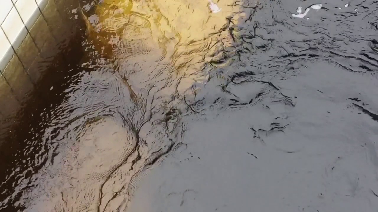pitlochry fish ladder 2016 with salmon