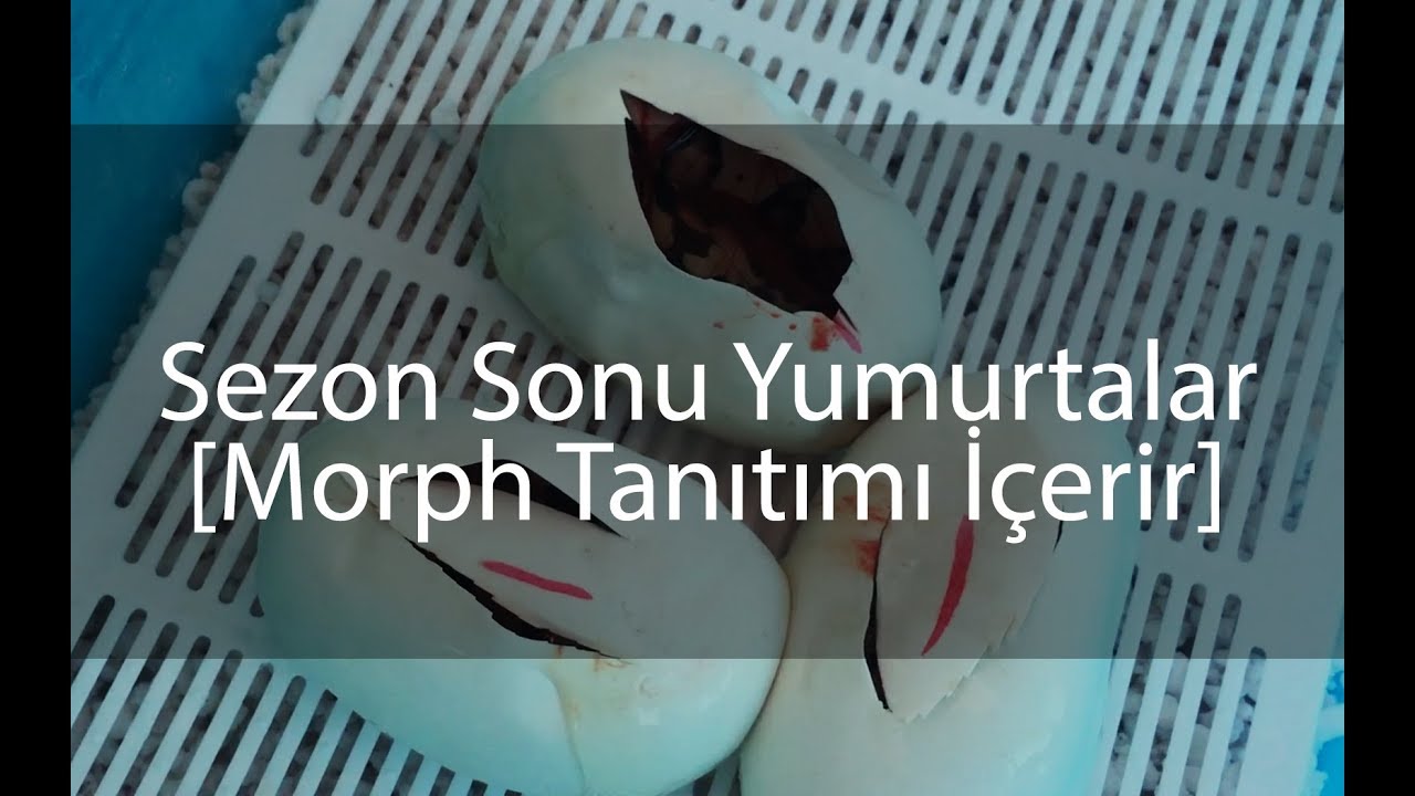 Son yumurtalar kesildi - Morph Sohbet