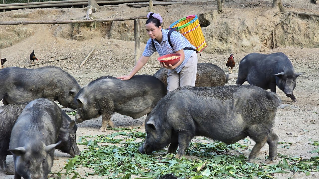 Fresh Green Vegetables from the Garden - Brought to the Village Market | L&yacute; Thị Ca