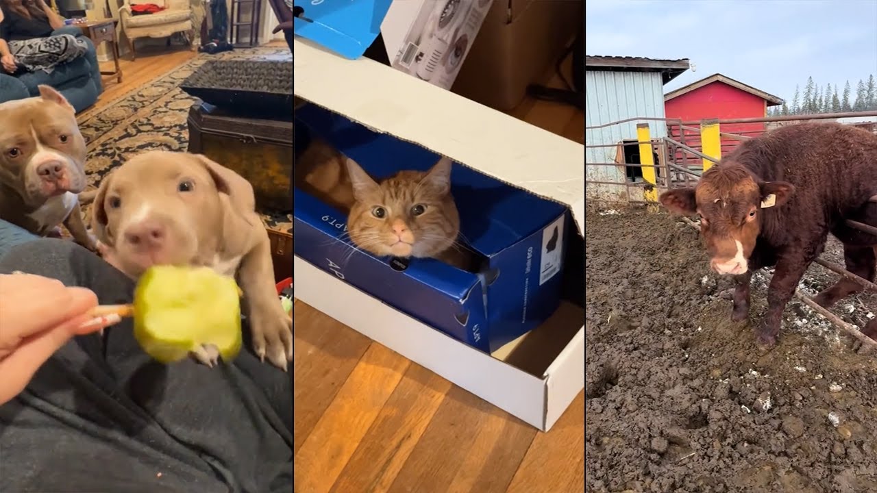 Funniest Animals 😄 New Funny Cats and Dogs Videos 😹🐶 - #7