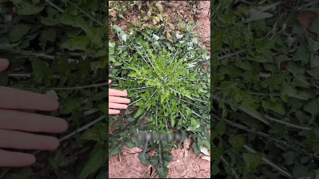 Neglected &ldquo;Nihu Shak&rdquo; in the village! 🌿 Do you know its real value? #NihuShak