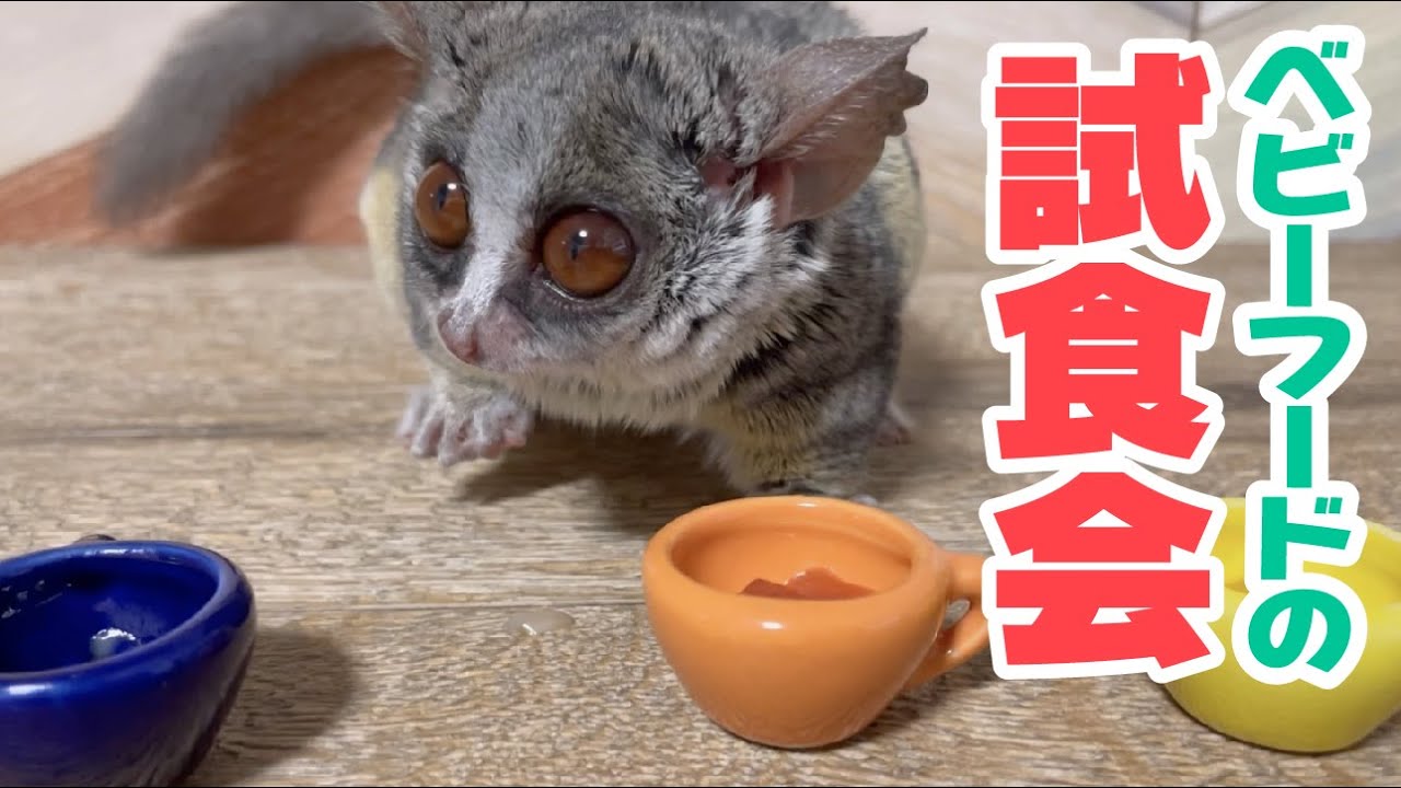 【試食会】ピザトルが好きな離乳食はどれ！？ショウガラゴの体調が悪い時にオススメのフード
