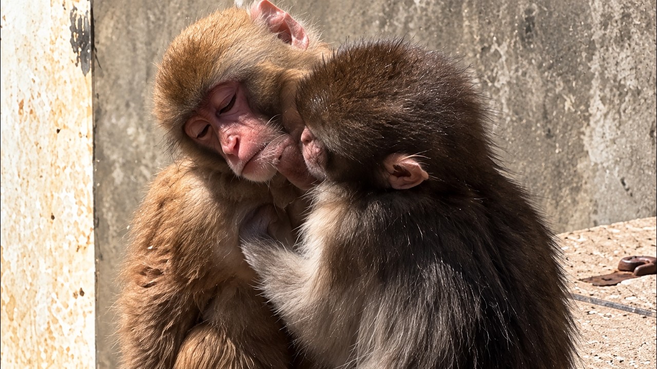 番外編 友達と遊んで楽しそうなパンチくん【番外編】【市川市動植物園】ニホンザル
