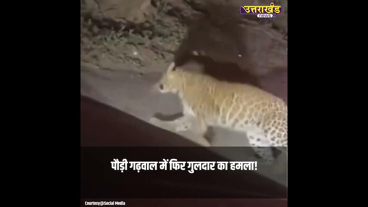 पौड़ी गढ़वाल में फिर गुलदार का हमला | Uttarakhand News