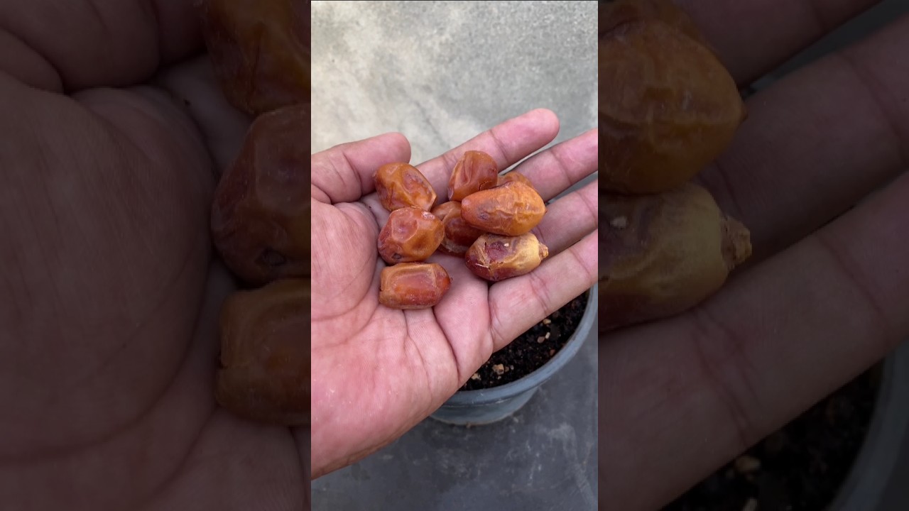 how to grow dates from seed at home 