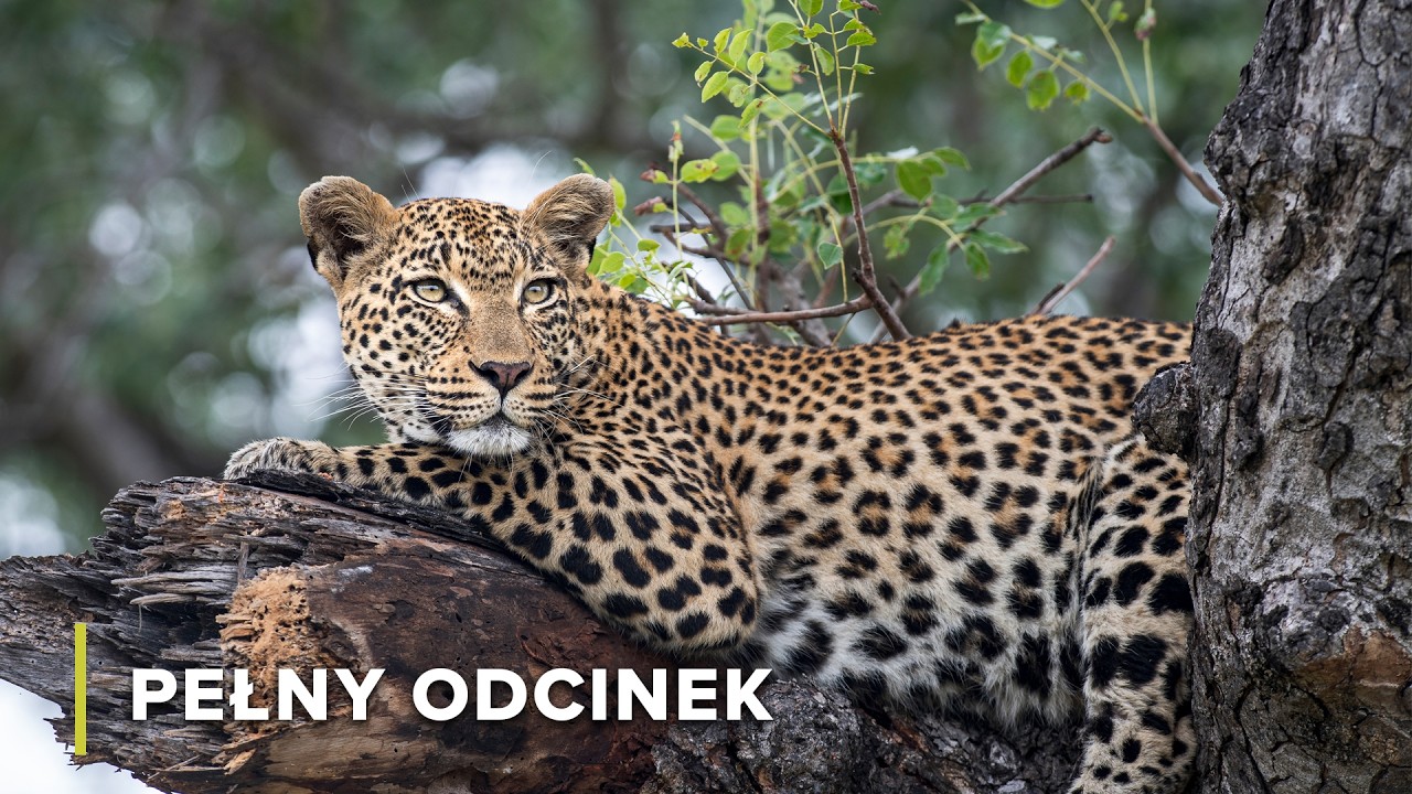 Wojna królowych: Bitwa o dolinę Luangwa | Łowcy Afryki 102