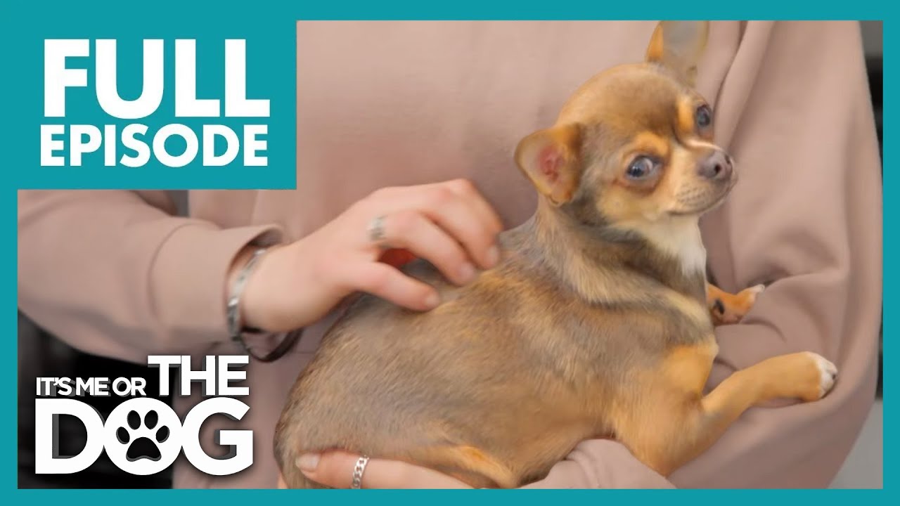 Luna: The Lairy Loudmouth | Full Episode | It's Me or The Dog