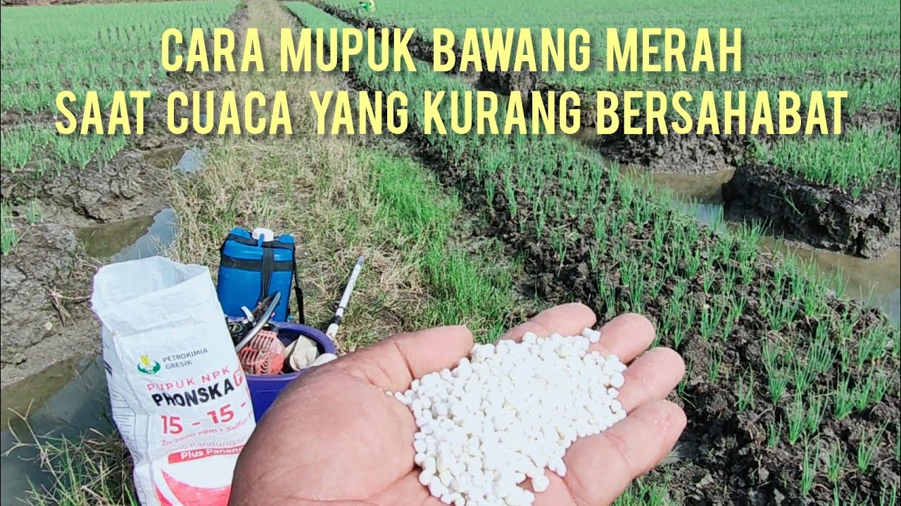 CARA MUPUK BAWANG MERAH SAAT CUACA YANG KURANG BERSAHABAT