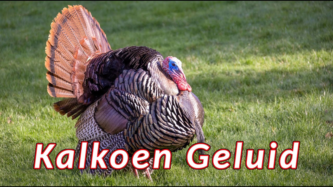 Kalkoen geluid - de geluiden die kalkoenen maken