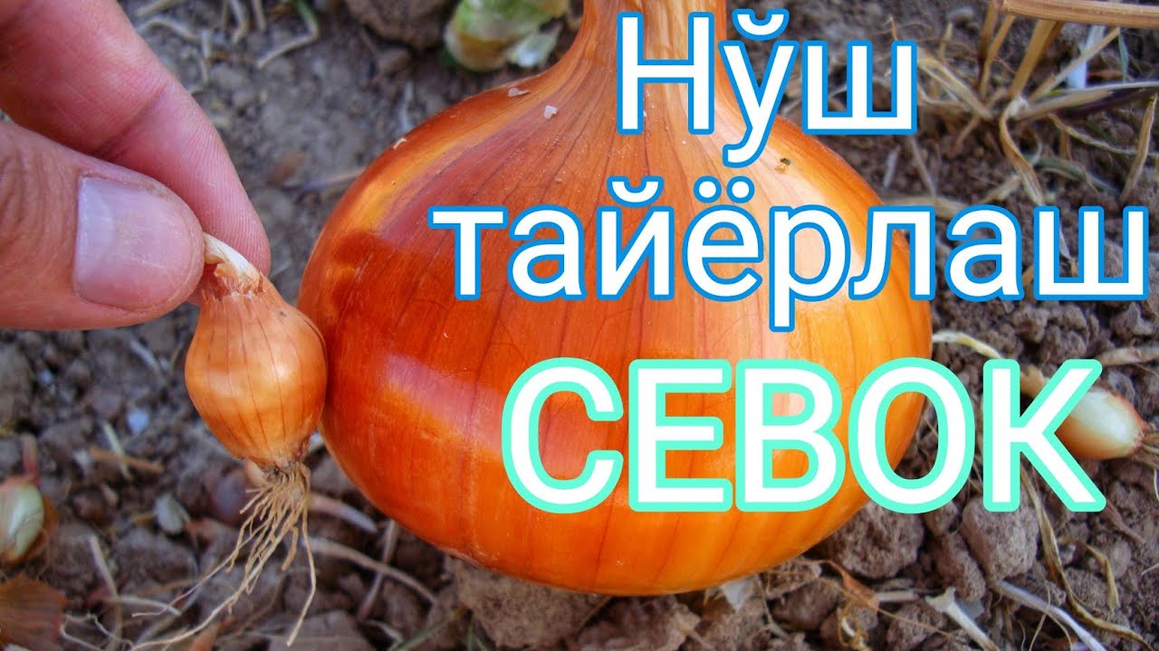 СЕВОК - Нўш Пиёз хақида маълумотлар