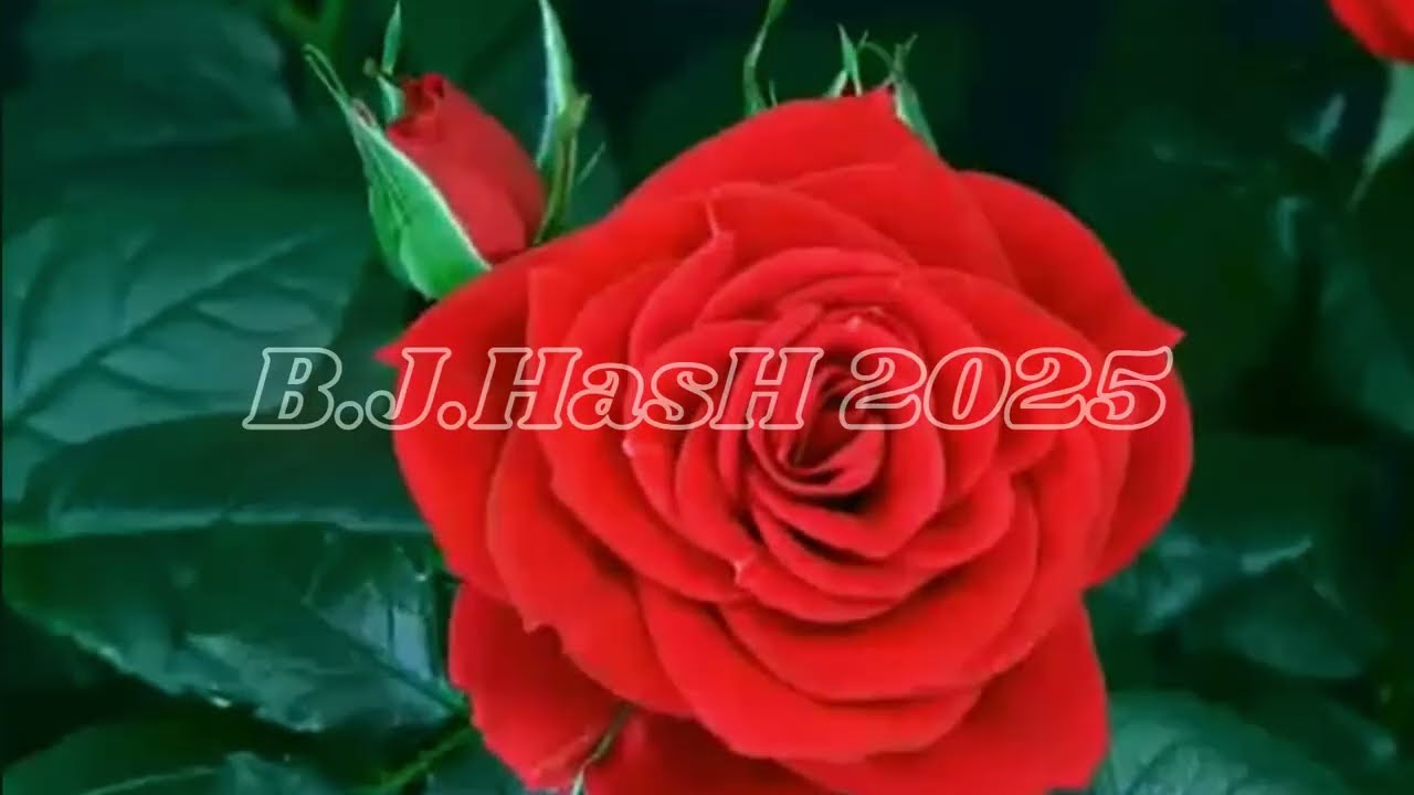 ROSALINDA (B.J.HASH REMIX)