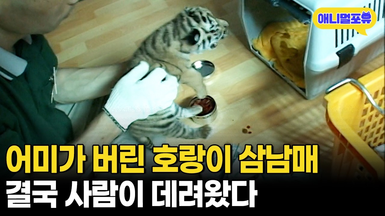 눈도 못 뜬 채 버림받은 아기 호랑이들.. 잘 자랄 수 있을까?ㅣKBS 주주클럽 080727 방송