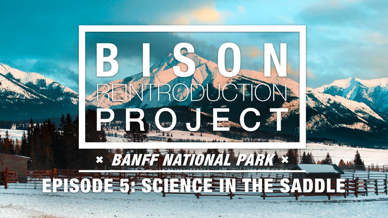 Bison Reintroduction Project – EPISODE 5: Science in the Saddle – Banff National Park