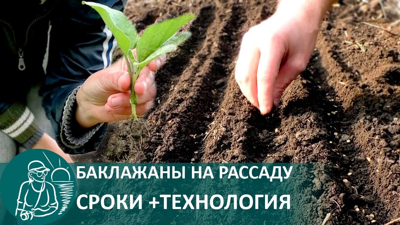 🍅 Посадка баклажан на рассаду в простейший мини-парник