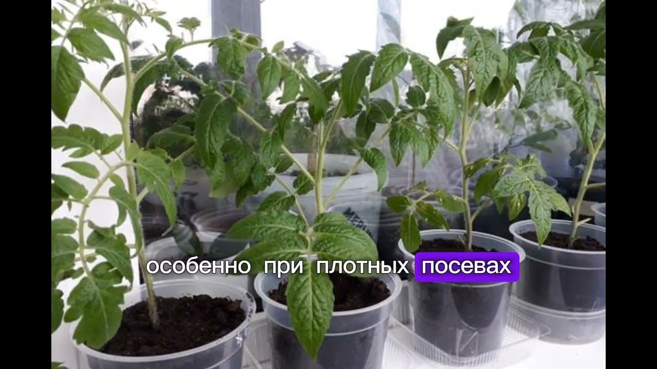 Секреты крепкой рассады: грунт, пикировка, подсветка и подкормки без ошибок