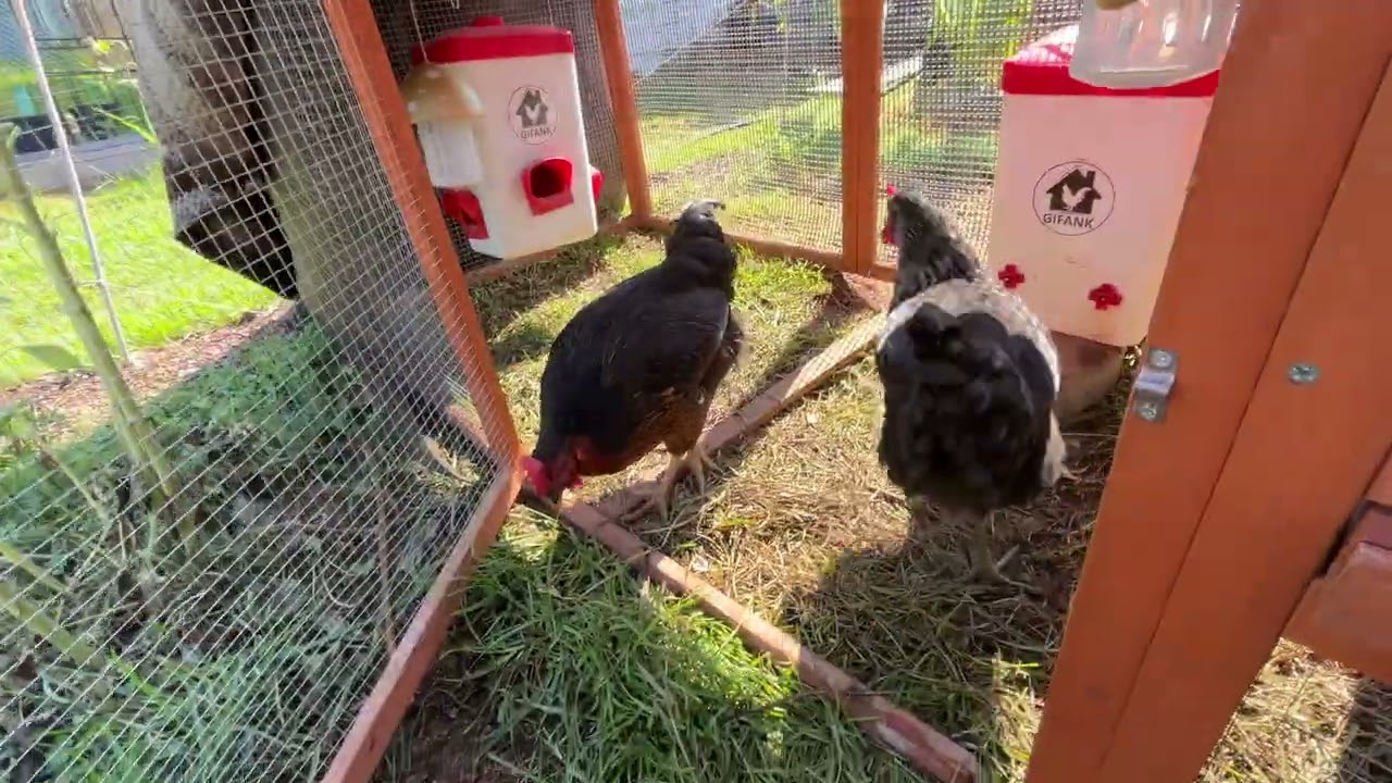 Still No Quail?! Coop Chaos & A Stressful Trip to the Post Office | Chicken Check In