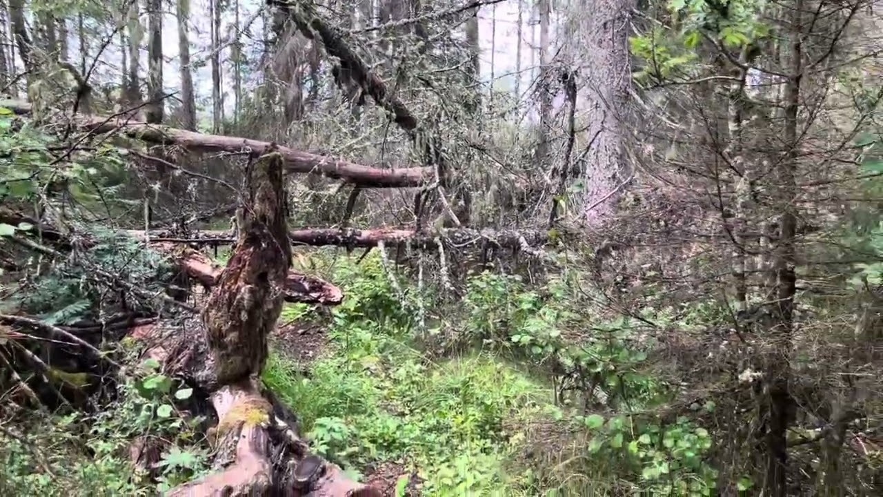 Fiby Urskog VARNING &Aring;K INTE HIT!