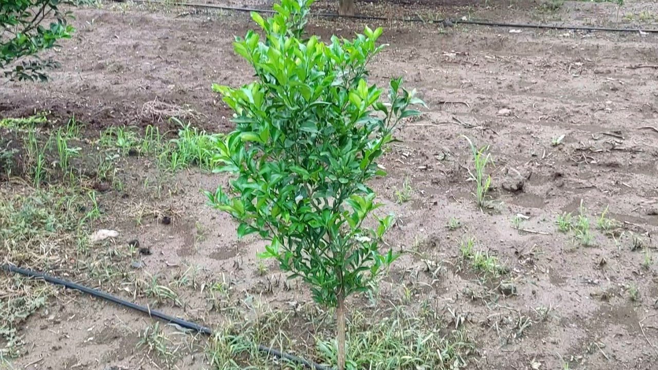 Episode 39 :- 🍈Alemow Rootstock 🍊Orange #farming #citrusfarming #nimbu