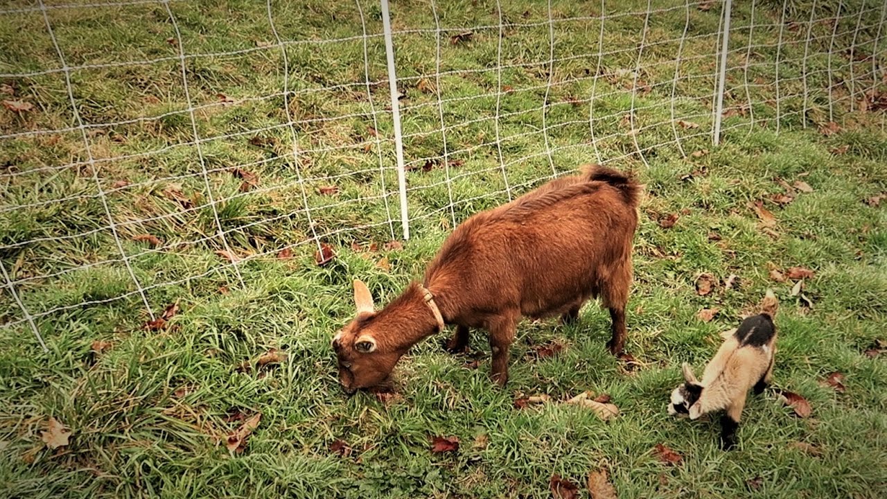 Entanglement/Strangulation Risk - Training Goats To Electric Net Fencing