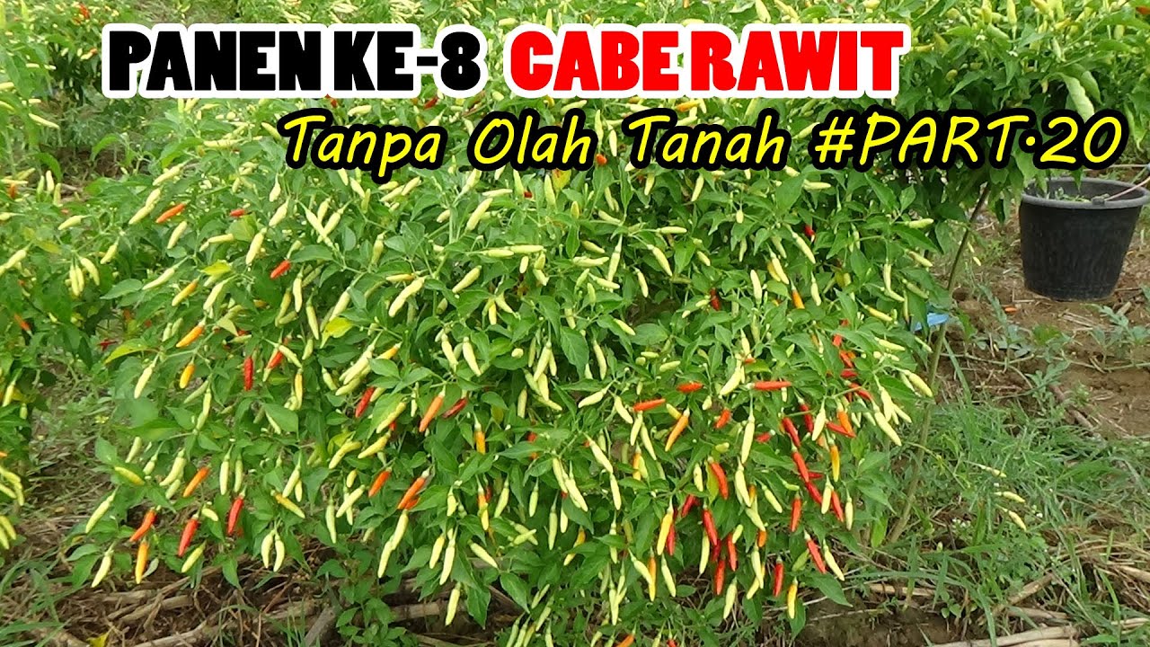 Panen Ke  8 Cabe Rawit Di Lahan Tanpa Olah Tanah # PART 20
