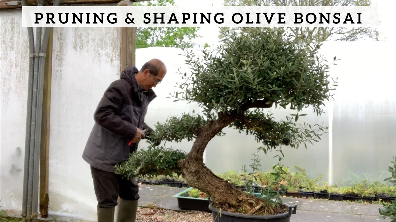 Pruning & Shaping an Olive