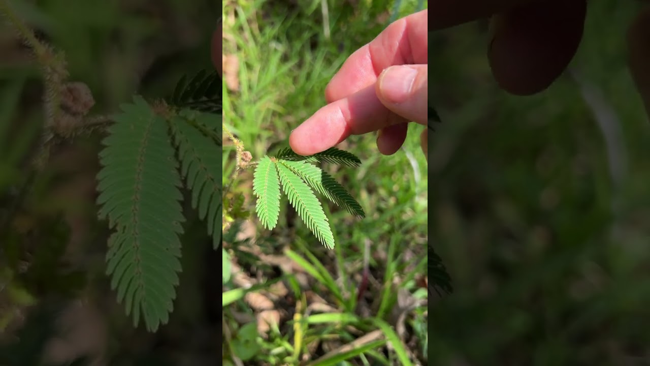 Не будь таким чувствительным, растение! 🌿