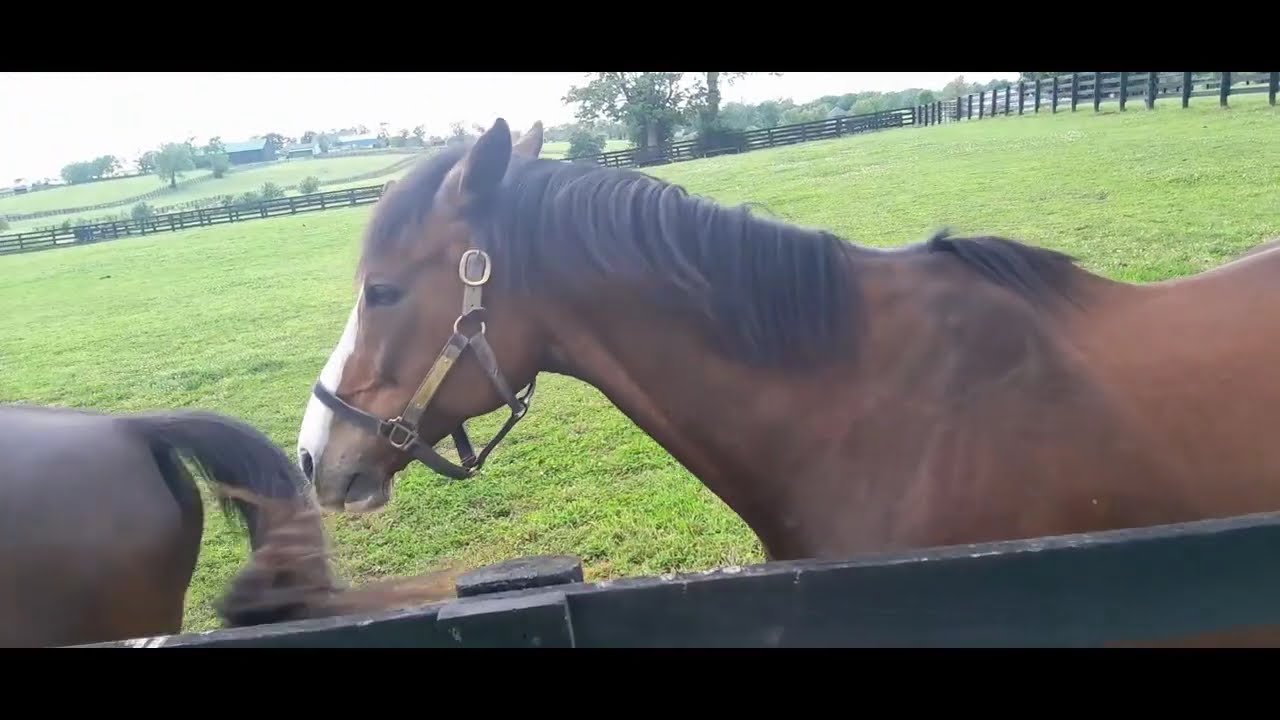 Kentucky Horse Center : Driving Inside the Massive American  230 Acre Thoroughbred Center