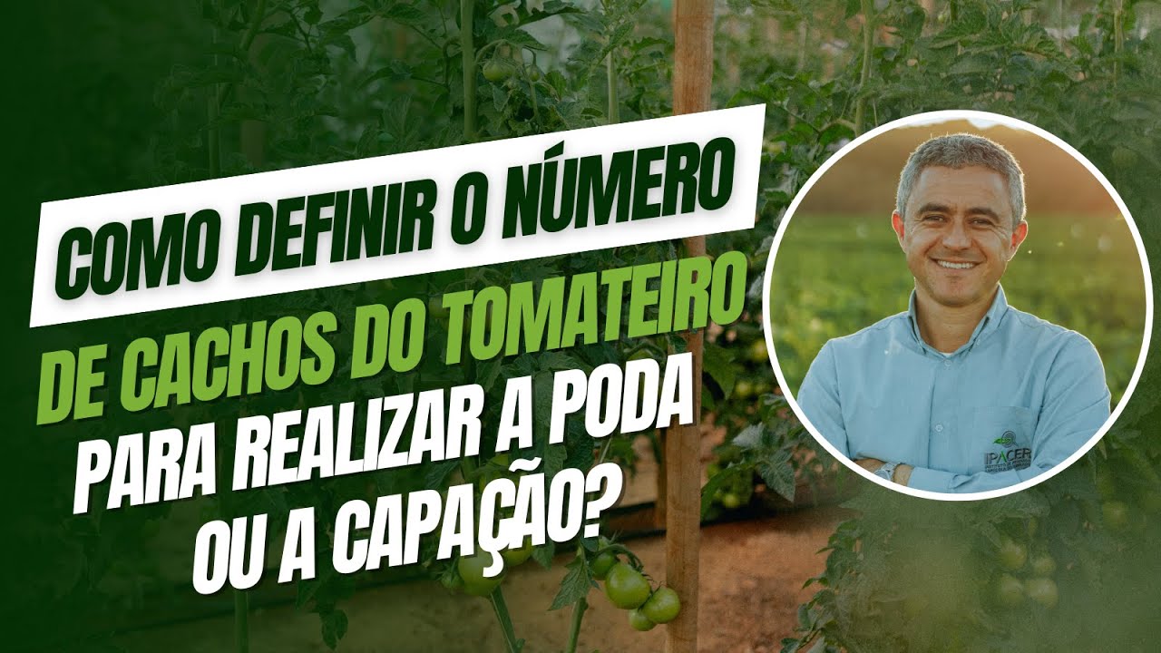 Como definir o número de cachos do tomateiro para realizar a poda ou capação?