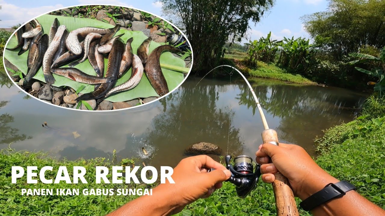 PECAH REKOR TERBARU 2024 !!.. SAAT TES UMPAN SILENCER || CASTING GABUS SUNGAI