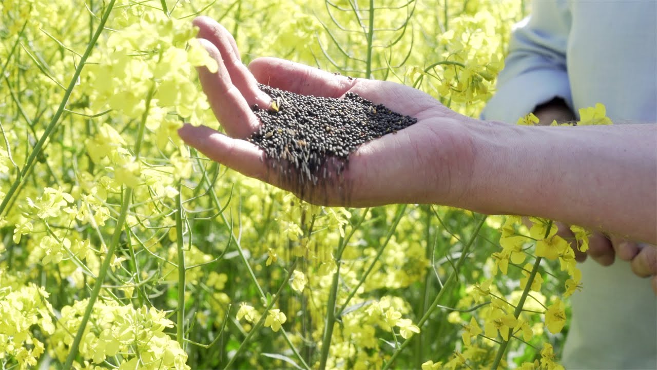 Het Groene Oosten S7 - koolzaad