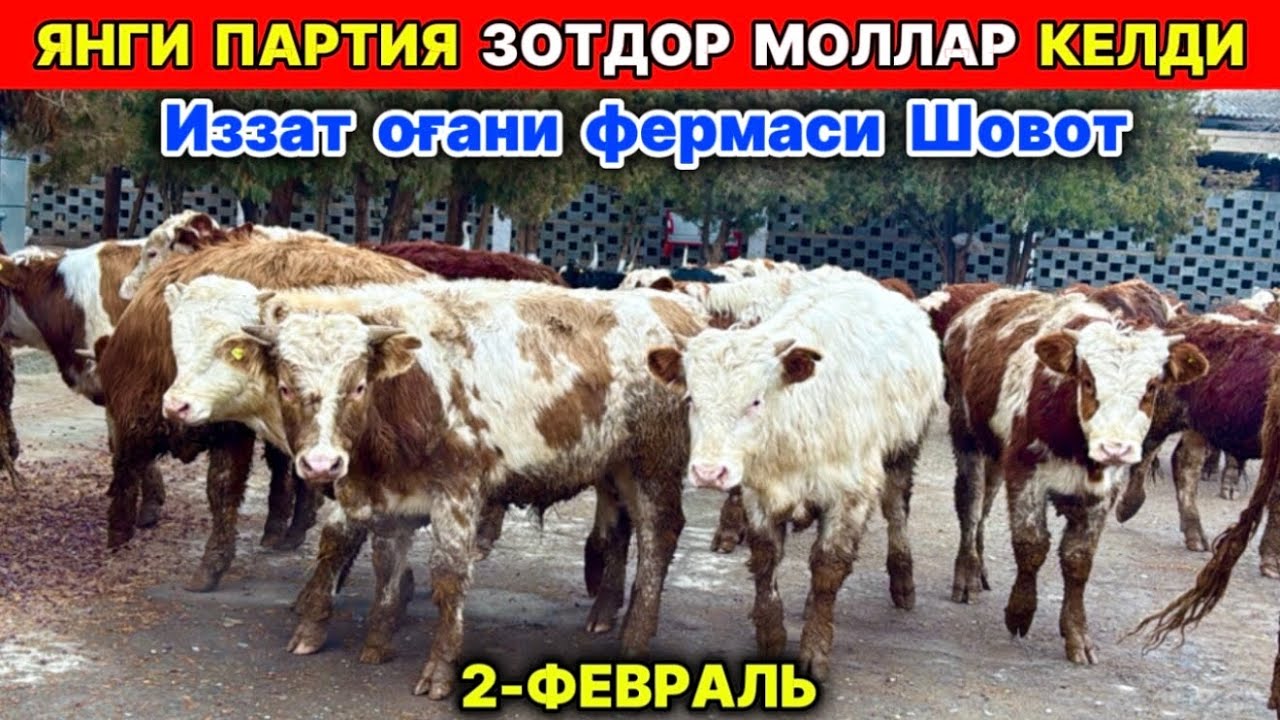 ЯНГИ ПАРТИЯ ЗОТДОР МОЛЛАР КЕЛДИ Шовот  2-февраля 2026 г.