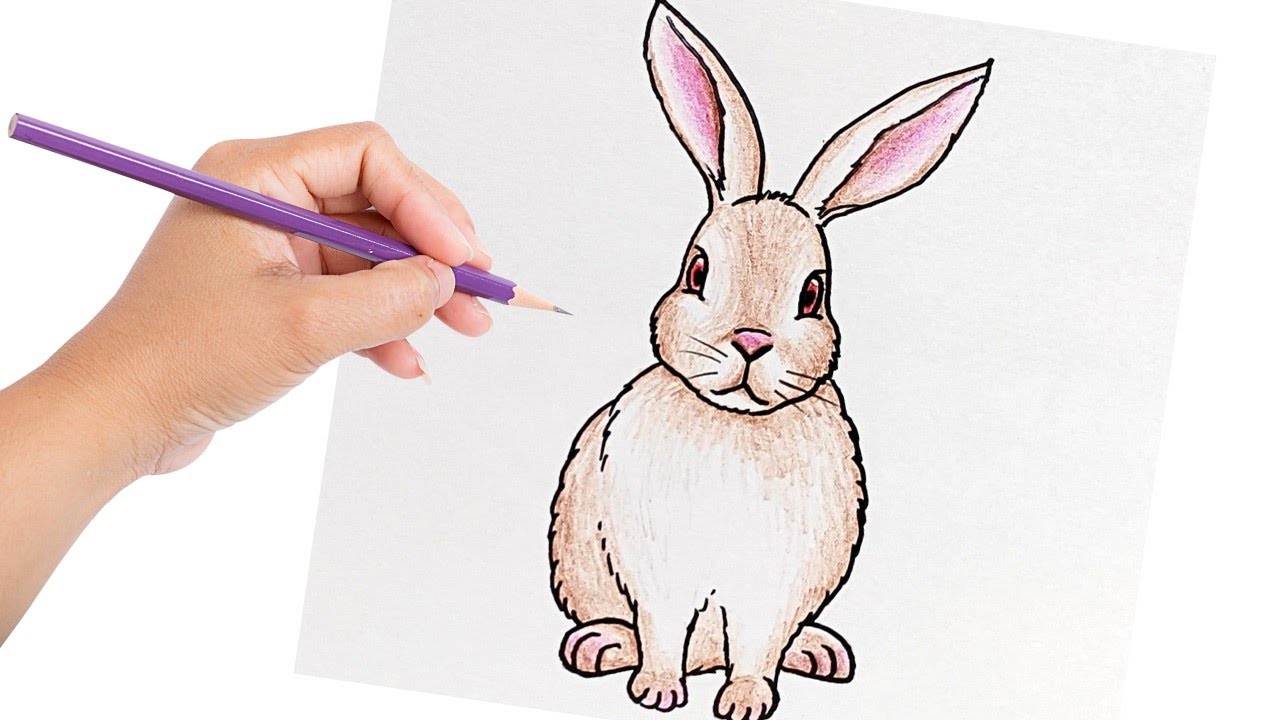 Como Desenhar um Coelho passo a passo