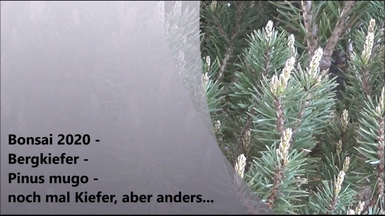 Bonsai 2020-24 - Bergkiefer - Pinus mugo - mit Planänderungen zur windgepeitschten Kiefer