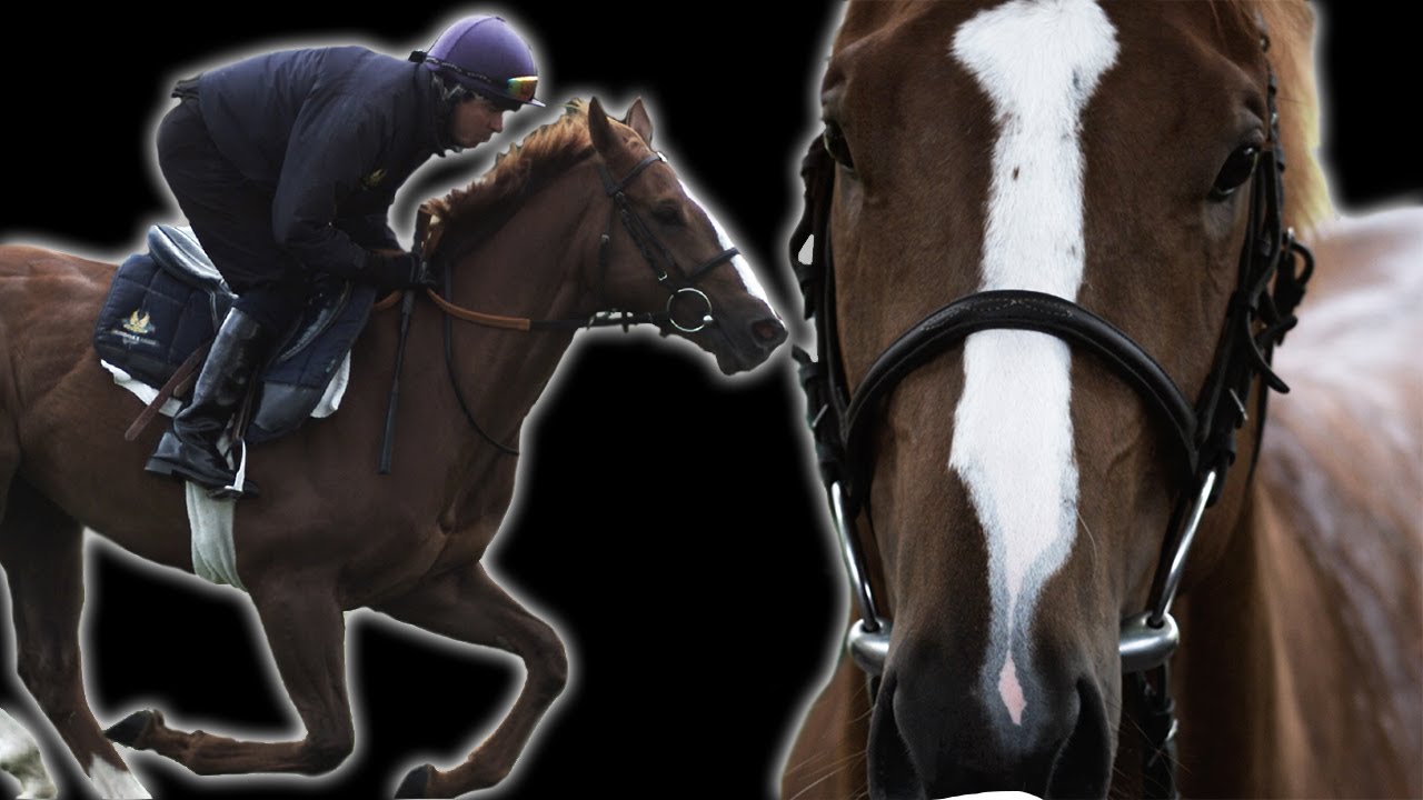 Amazing Slow Motion Horse Racing | Slo Mo #19 | BBC Earth Explore